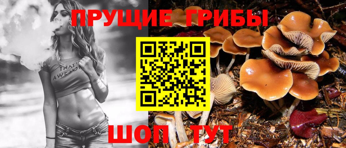 Псилоцибиновые грибы Psilocybe Юрга